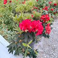 Rhododendron ‘Vulcan’s Flame’ Live Evergreen Shrub | Bright Red Blooming, Cold Hardy | #3 Container