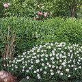 Album White Cranesbill Geranium Seeds – Hardy Perennial with Pure White Blooms | 25+ Seeds