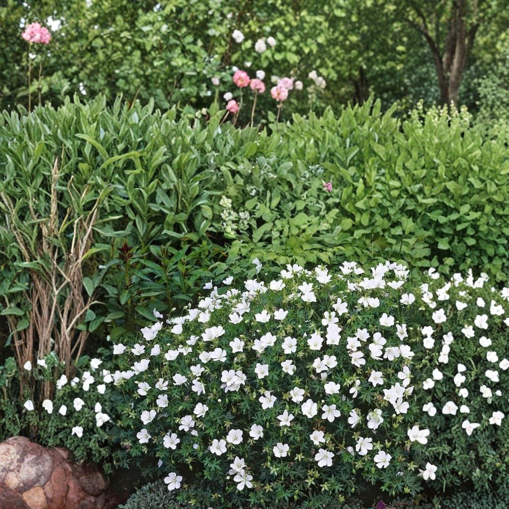 Album White Cranesbill Geranium Seeds – Hardy Perennial with Pure White Blooms | 25+ Seeds