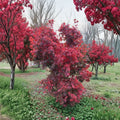 Acer ‘Red Dawn’ Japanese Maple – Full Moon Hybrid, 25–30 Inches Tall, #3 Container