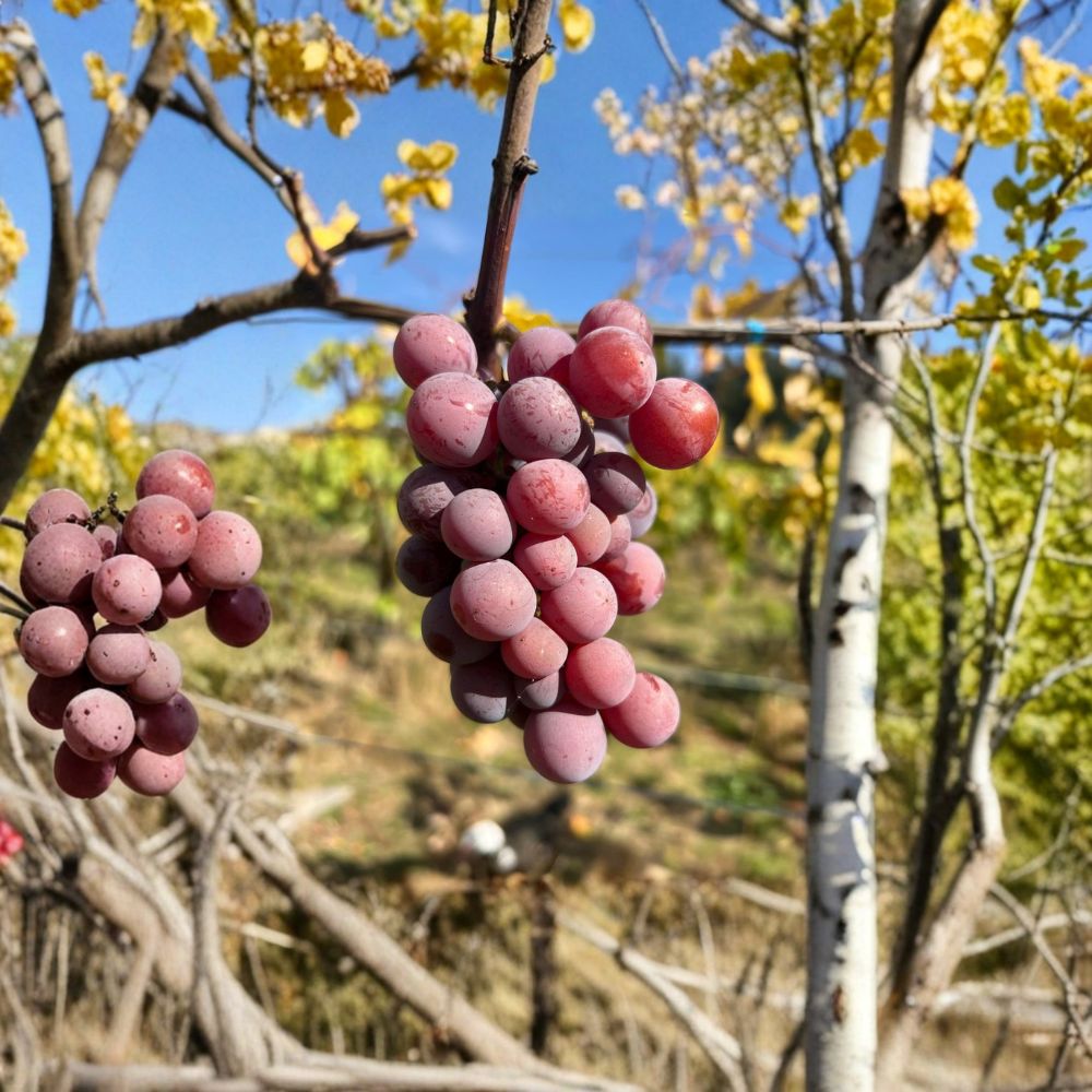 Yates Seeded Grape Plant – Vitis labrusca Live Vine | Late Season Red Grape Variety | Hardy Backyard Vineyard