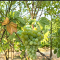 5 Neptune Seedless Table Grape Cuttings – Vitis vinifera Live Propagation Cuttings | US Seller