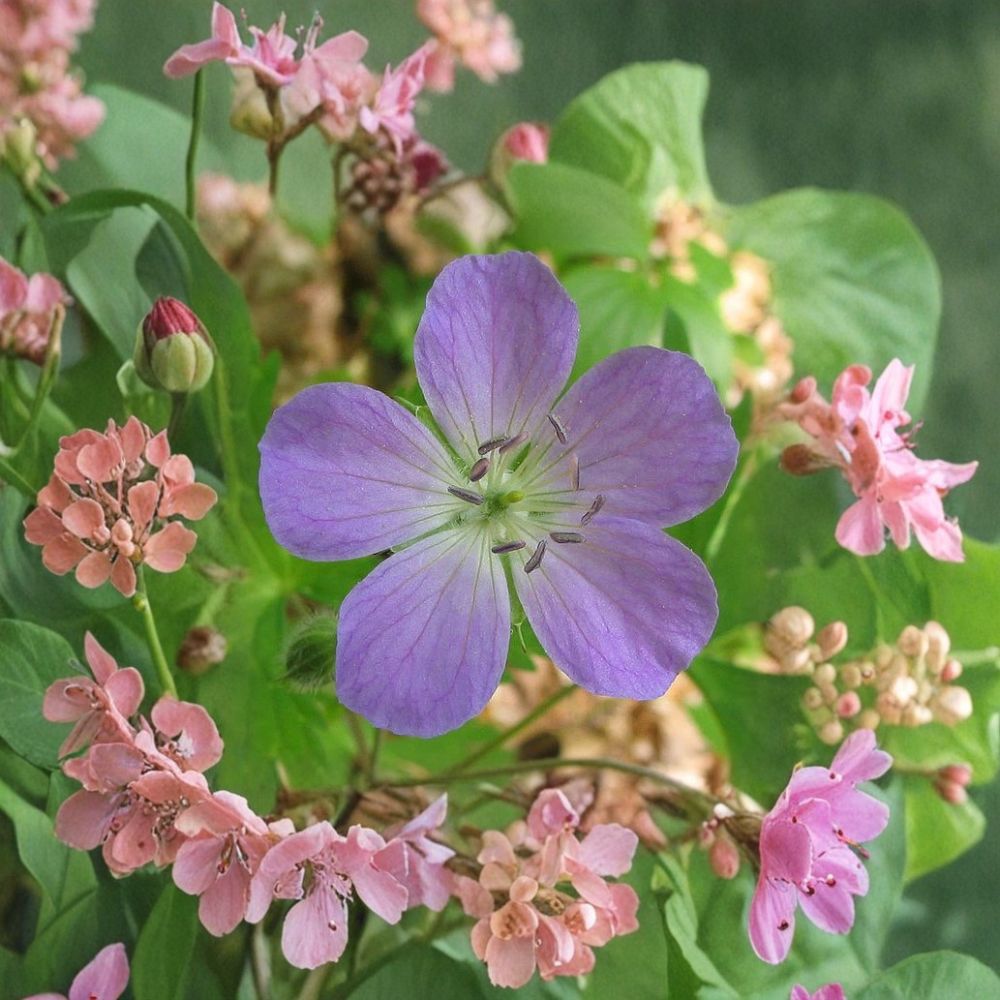 Wild Geranium Cranesbill Bare Roots - 5 Native Shade Loving Perennials