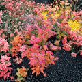 Vine Maple ‘Burgundy Jewel’ – Rare Acer circinatum Hybrid with Deep Burgundy Foliage in #3 Container