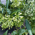 Night Blooming Jasmine Plant – Cestrum nocturnum | Live Fragrant Shrub for Patio & Garden