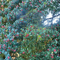 Cave Hill American Holly - Female Evergreen Holly in 1 Gallon Pot | Ilex opaca 12 Inch Tall