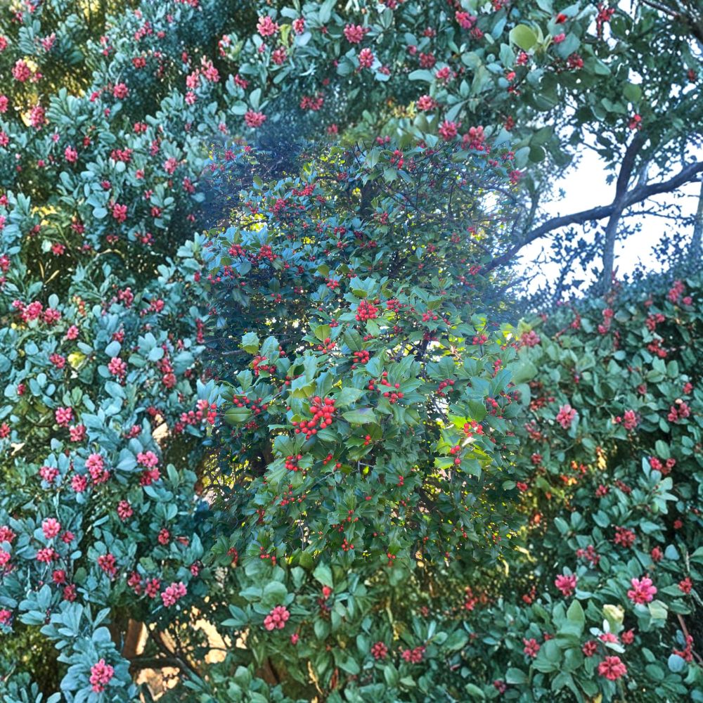 Cave Hill American Holly - Female Evergreen Holly in 1 Gallon Pot | Ilex opaca 12 Inch Tall