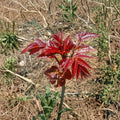 Toona sinensis Fragrant Spring Tree – Edible Chinese Toon Tree in 1 Gallon Pot
