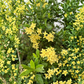 Yellow Ixora Coccinea Seeds – Jungle Geranium | 5 Rare Tropical Flowering Shrub Seeds