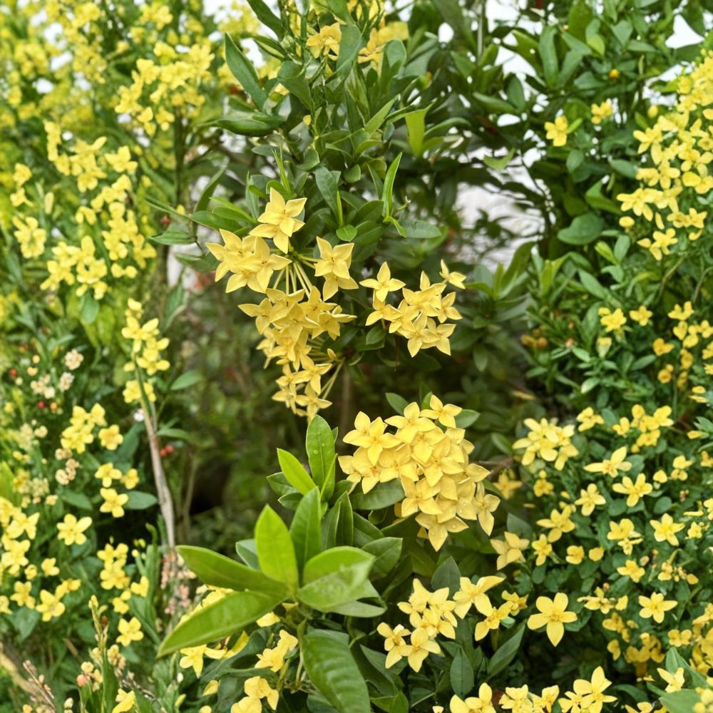 Yellow Ixora Coccinea Seeds – Jungle Geranium | 5 Rare Tropical Flowering Shrub Seeds