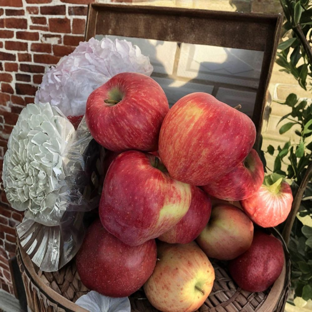 Rainbow Delicious Apple Tree – Malus domestica Bare Root 32 Inch | Striped Red & Yellow Apple