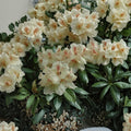 Rhododendron ‘Mrs. Betty Robinson’ Evergreen Shrub | Yellow & Red Blooms | Hardy Landscape Plant #2 Container