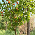 Korean Noryang Giant Asian Pear Tree – Live Bare Root Pyrus pyrifolia, 32–36 Inches Tall
