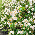 Sweet Mock Orange Plants – Philadelphus coronarius | 5 Bare Root Starter Shrubs 12–24" | Fragrant White Blooms