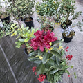 Rhododendron ‘Dark Lord’ Live Evergreen Shrub | Deep Maroon Blooms | Cold Hardy Landscape Plant #2 Container