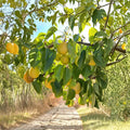 Honey Jar Asian Pear Tree – Pyrus pyrifolia Bare Root | Early Ripening Sweet Pear | 32–36 Inches Tall