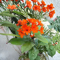 Geiger Tree Seeds – Cordia sebestena | 5 Seeds | Orange Tropical Flowering Tree | Pollinator Friendly