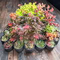 Acer palmatum ‘Ruby Stars’ (Beni Hoshi) – Dwarf Japanese Maple Live Tree in #3 Container