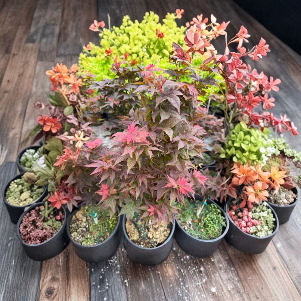 Acer palmatum ‘Ruby Stars’ (Beni Hoshi) – Dwarf Japanese Maple Live Tree in #3 Container