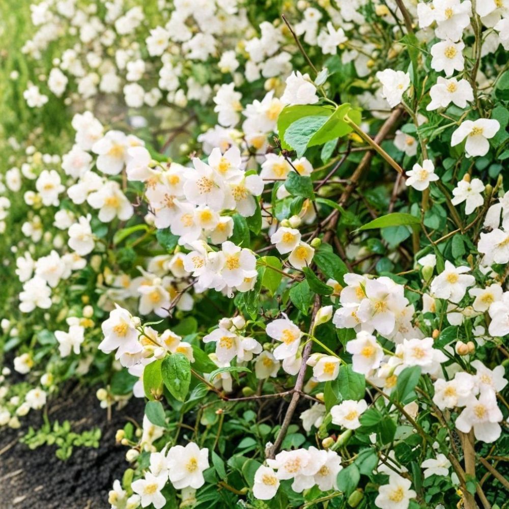 Sweet Mock Orange Plants – Philadelphus coronarius | 5 Bare Root Starter Shrubs 12–24" | Fragrant White Blooms