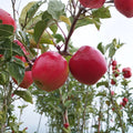 Pink Lady Apple Tree – Malus domestica Live Bare Root Tree | 32–36 Inches Tall | Cripps Pink on M7 Rootstock