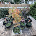 Acer palmatum ‘Manyo no Sato’ – Rare Variegated Japanese Maple in #3 Container, 20–30" Tall