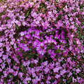 Mangetsu Evergreen Azalea Rhododendron | White and Purple Blooms | #1 Container Plant
