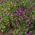 Max Frei Geranium Seeds – Bloody Cranesbill | Hardy Red Perennial Flower | 25+ Seeds