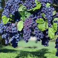 Glenora Seedless Grape Plant – Vitis labrusca Live Vine in Nursery Pot | Hardy Sweet Seedless Table Grape