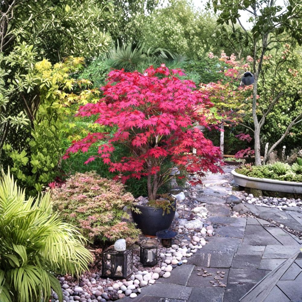 Bloodgood Japanese Maple Tree – Acer palmatum ‘Bloodgood’ Live Tree in #3 Container