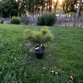 Jane Kluis Japanese Red Pine – 10 Inch Tall Live Evergreen Conifer in 1 Gallon Pot