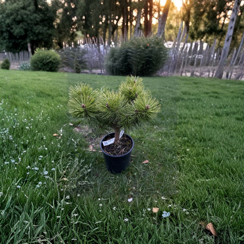 Jane Kluis Japanese Red Pine – 10 Inch Tall Live Evergreen Conifer in 1 Gallon Pot