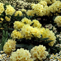 Rhododendron ‘Capistrano’ Live Evergreen Shrub | Soft Yellow Blooming | #2 Container Grown