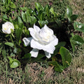 Heirloom Gardenia Plant – Gardenia jasminoides | 1.5–2 Ft Live Shrub | Fragrant White Cape Jasmine