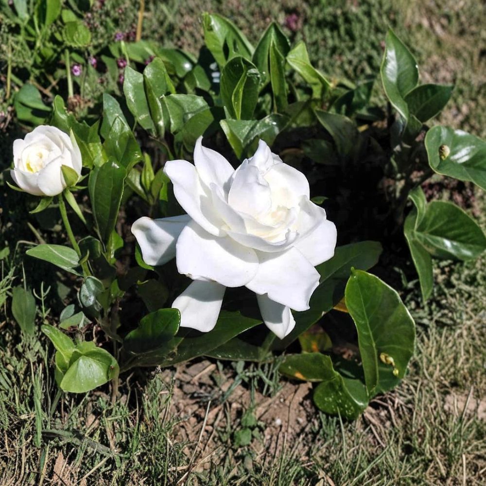 Heirloom Gardenia Plant – Gardenia jasminoides | 1.5–2 Ft Live Shrub | Fragrant White Cape Jasmine