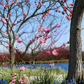 Mokel Japanese Flowering Apricot Tree – Prunus mume Live Bare Root | 30 Inches Tall | Early Pink Blooms