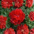 Red Geranium Cuttings – Pelargonium Live Plant | 5 Unrooted 8–10 Inch Cuttings
