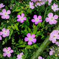 Wild Geranium Root Divisions – 5 Live Native Perennial Plants with Purple Blooms