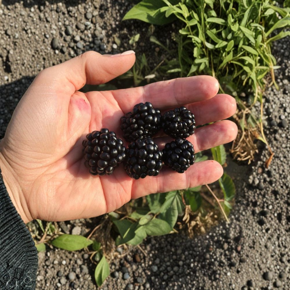 Ponca Thornless Blackberry Live Rooted Plant | Sweet Upright Berry Bush Zones 5-9