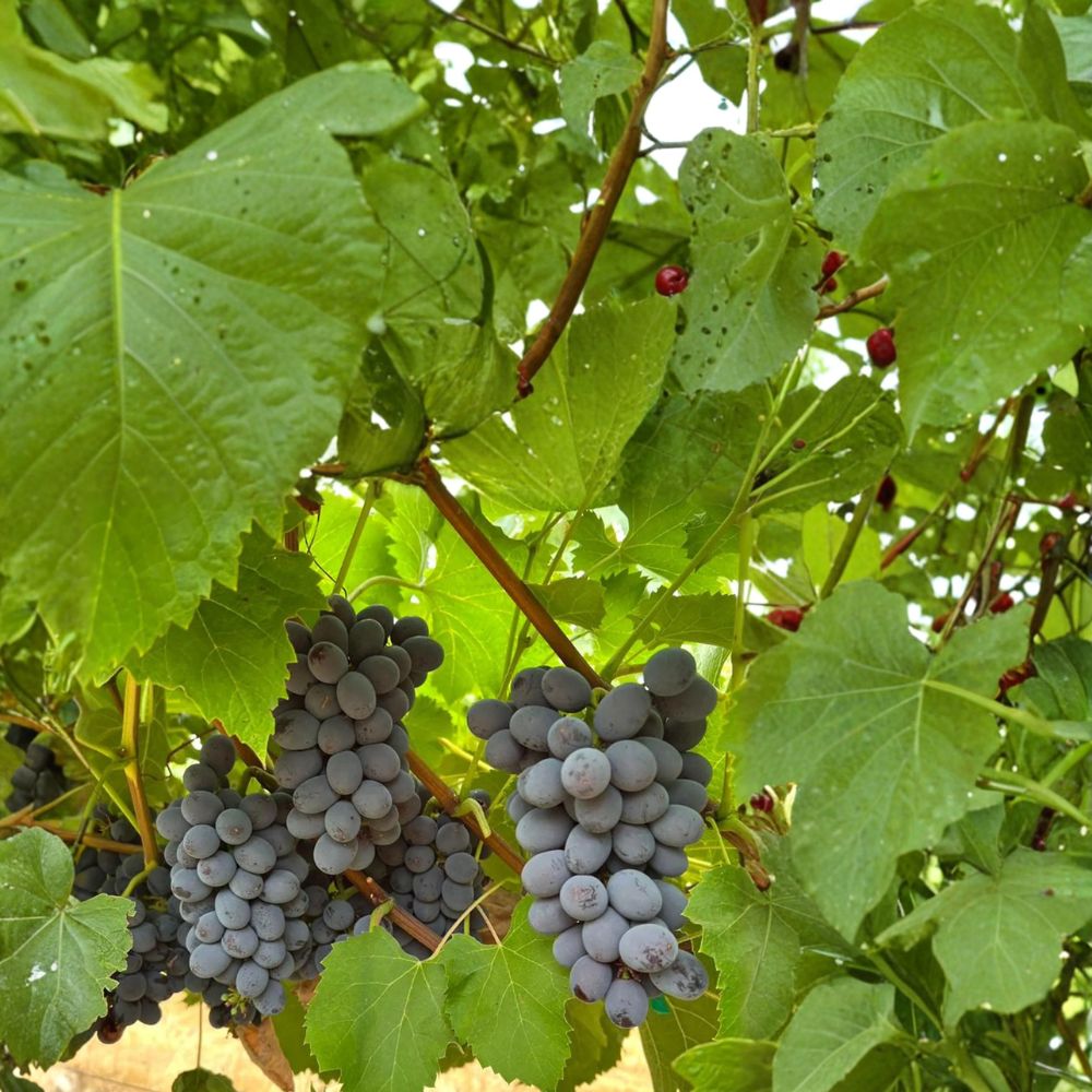 5 Black Seedless Muscat Grape Cuttings – Vitis vinifera Live Propagation Cuttings | Sweet Aromatic Table Grape