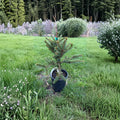 Hereny Norway Spruce – Dwarf Evergreen Conifer | 10 Inch Tall | 1 Gallon Pot | Picea abies Compact Globe