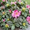 Rhododendron ‘Scintillation’ Live Evergreen Shrub | Bright Pink Blooming Rhododendron | Award Winning Hardy Plant