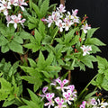 Pelargonium Citronellum Seeds – Lemon Scented Geranium with Pink Blooms | 5 Rare Seeds