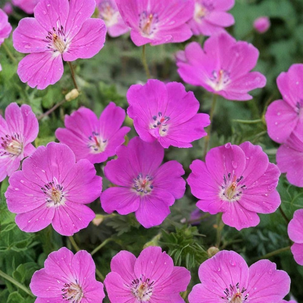 Max Frei Geranium Bare Roots – Hardy Geranium sanguineum with Magenta Pink Flowers