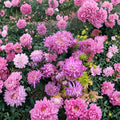 2-Pack Pink Queen Mum Plants – Large Pink Chrysanthemum Perennials in Nursery Pots