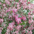 Acer palmatum ‘Oridono Nishiki’ Pink Variegated Japanese Maple Tree #3 Container