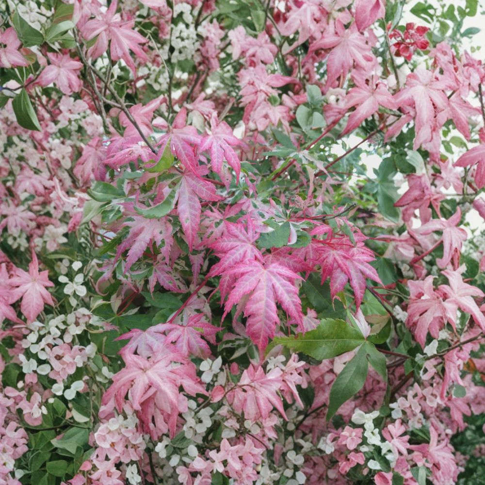 Acer palmatum ‘Oridono Nishiki’ Pink Variegated Japanese Maple Tree #3 Container