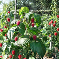 Autumn Bliss Raspberry – Live Rooted Everbearing Red Raspberry Plant | Zones 3–8