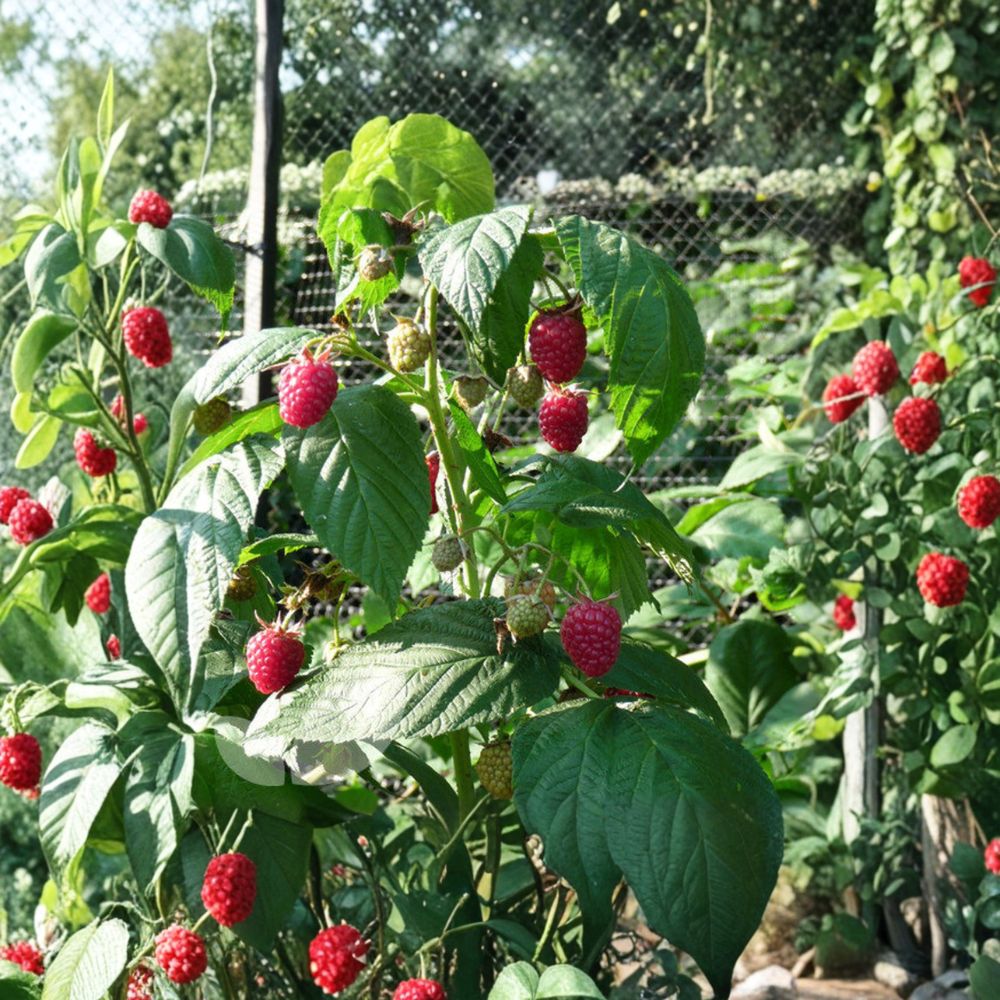 Autumn Bliss Raspberry – Live Rooted Everbearing Red Raspberry Plant | Zones 3–8