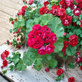 Double Red Geranium Cuttings – Pelargonium | 4 Fresh Live Cuttings | Vigorous Patio Plant